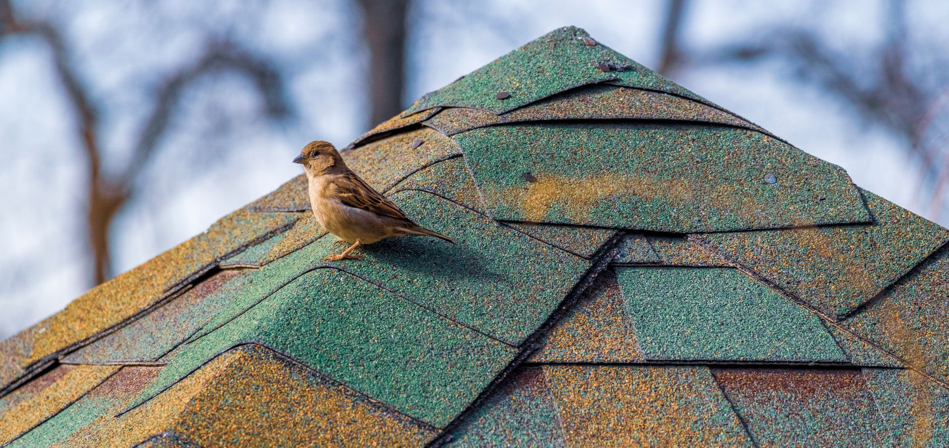 Roof Replacement — Wolf Roofing & Renovations